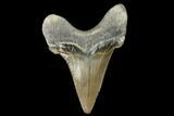 Serrated, Fossil Auriculatus Tooth - Tuzbair, Kazakhstan #173790-1